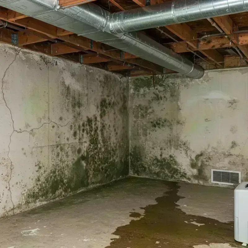 Professional Mold Removal in Kenansville, NC